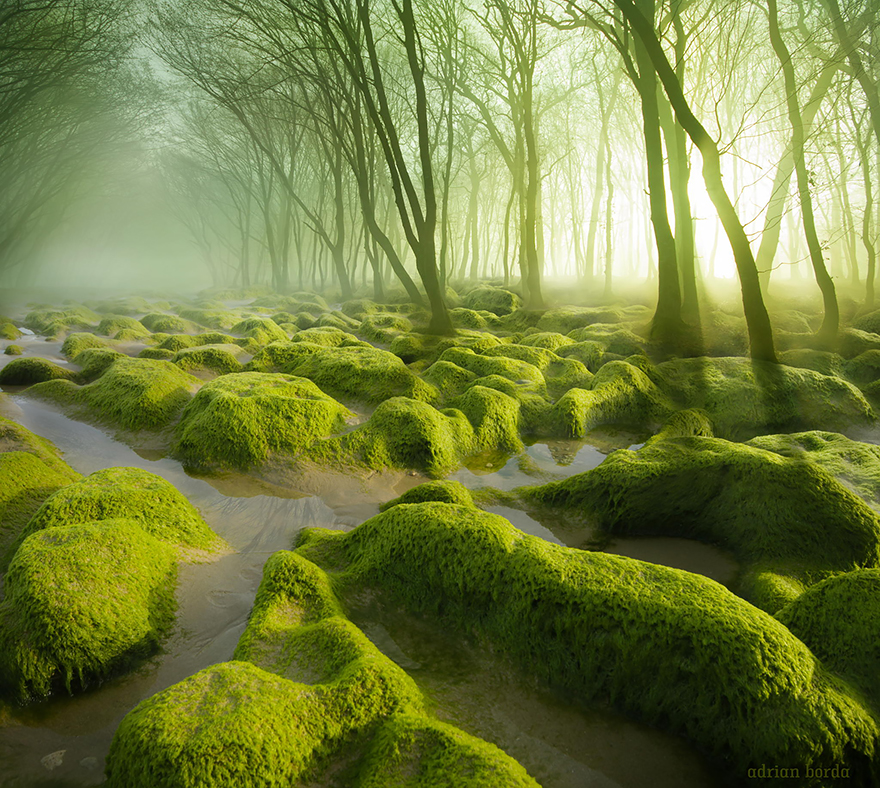 18. The Moss Swamp