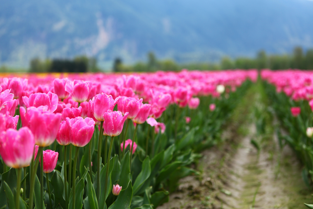 Agassiz, B.C., Canada