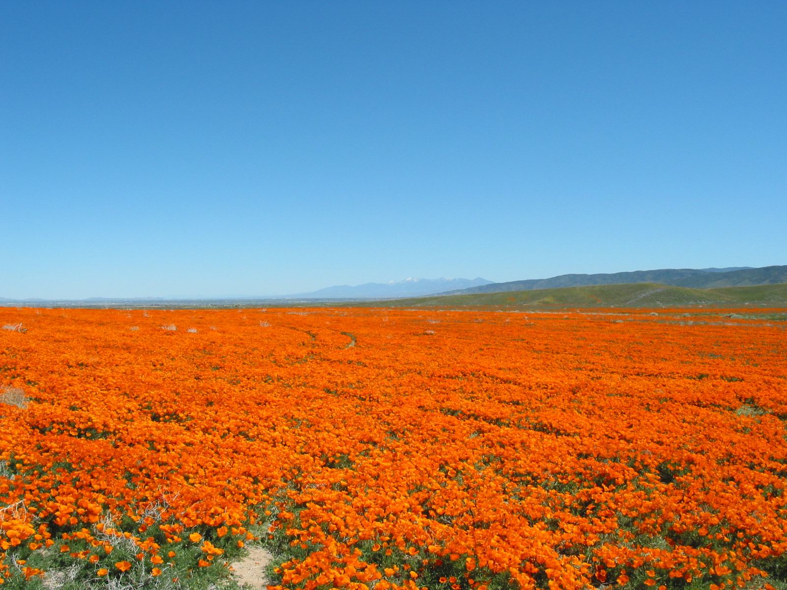 Antelope Valley, Mojave Desert, California