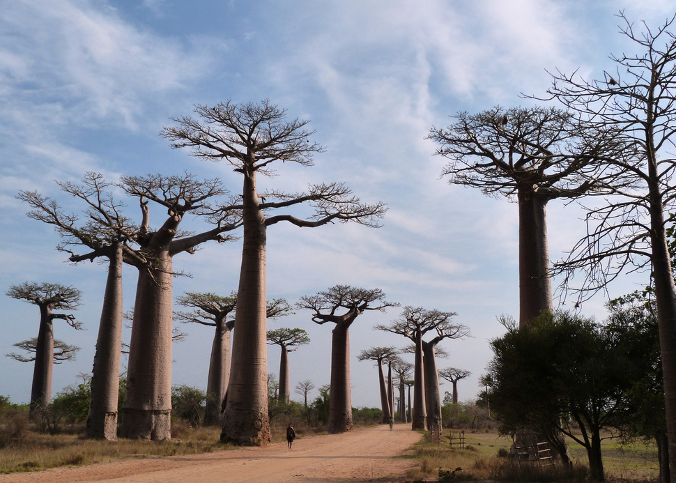 Avenue of the Baobabs