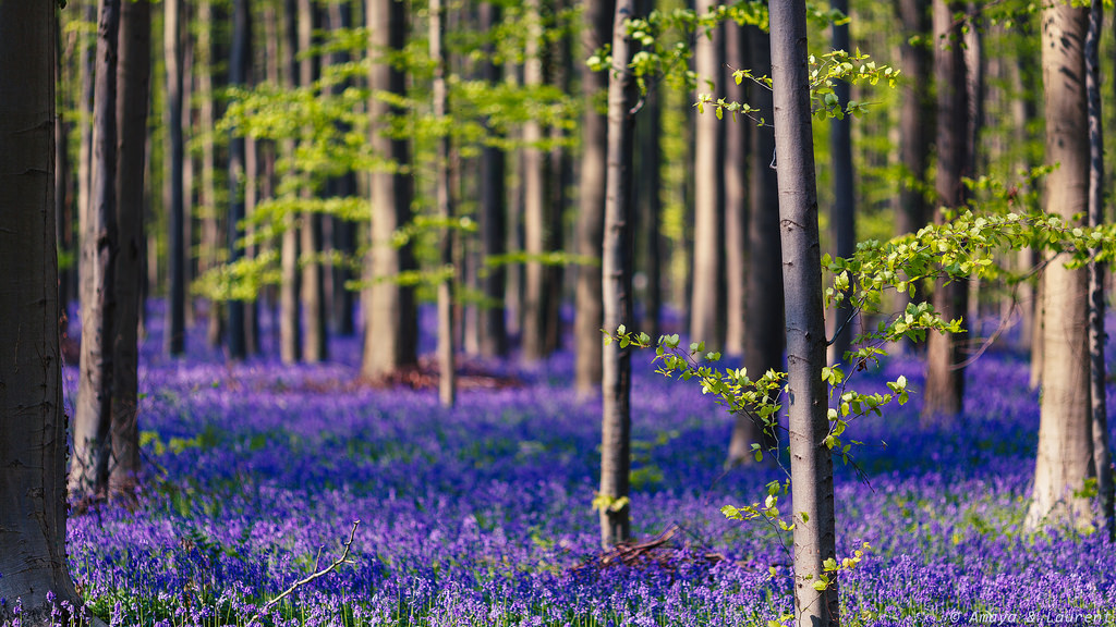 Halle Forest, Belgium