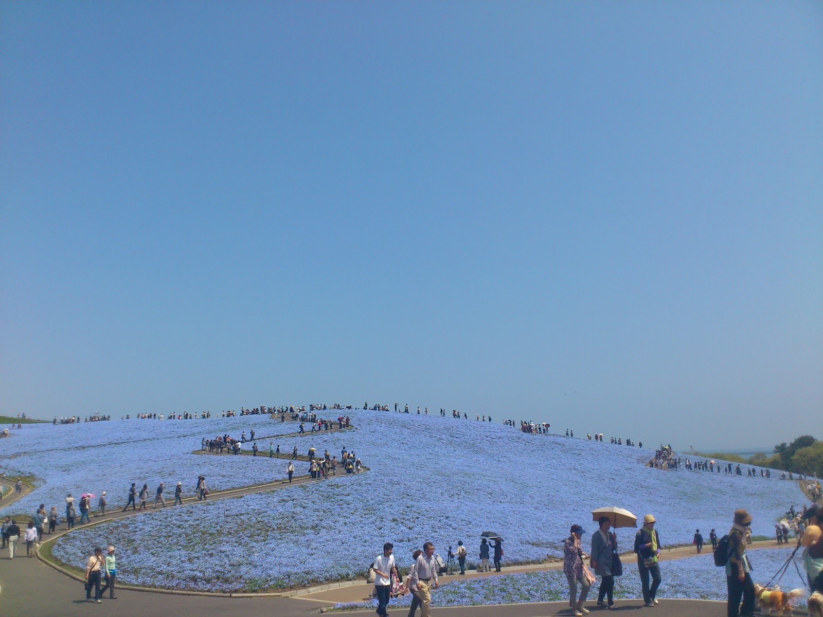 Hitachi Seaside Park, Ibaraki Prefecture