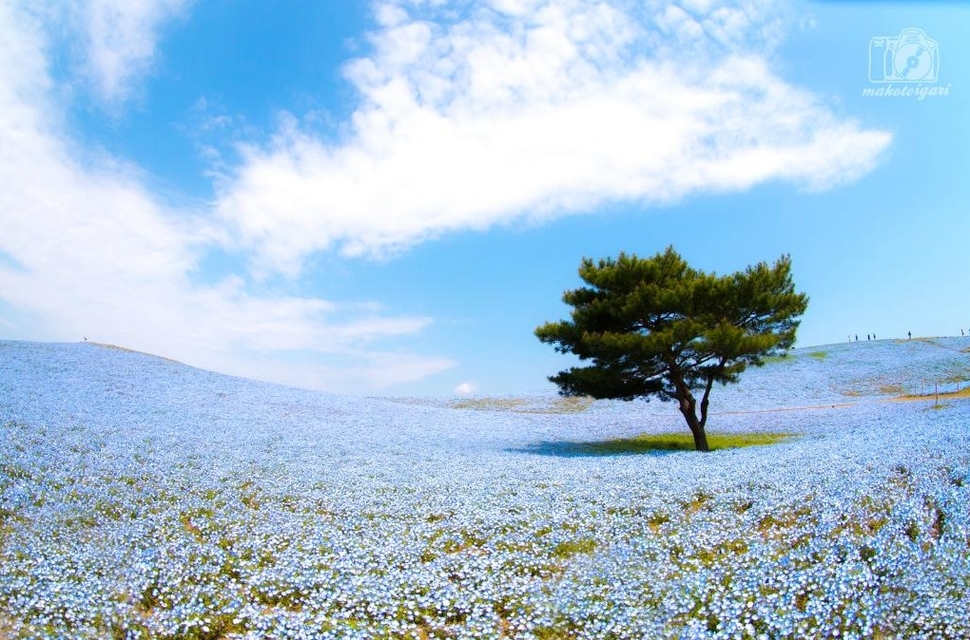 Hitachi Seaside Park