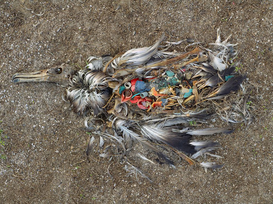 6. Dead Albatross (plastic ingestion)