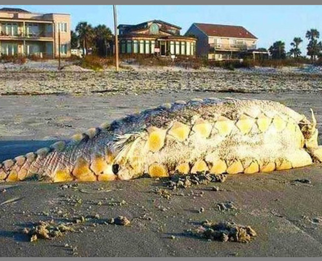 7. Mysterious Sea creature on the beach