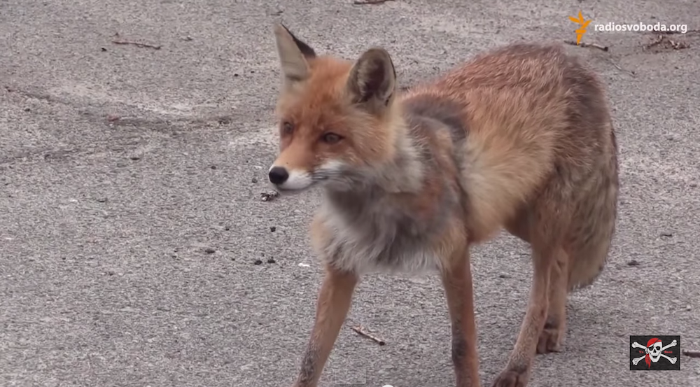 chernobyl fox