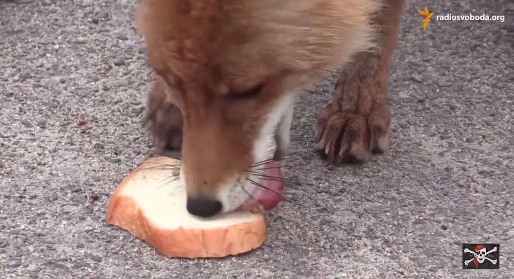 hungry fox