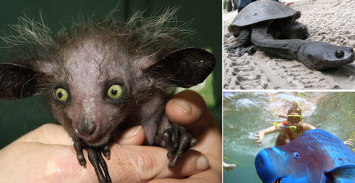 18 Very Rare Animals You Had No Idea They Exist What The 