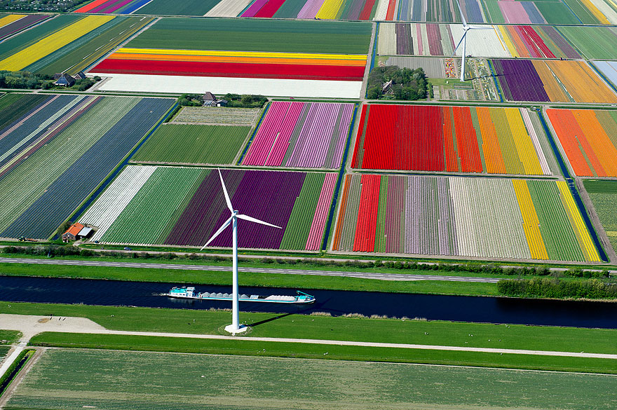 Tulip Fields in Netherlands