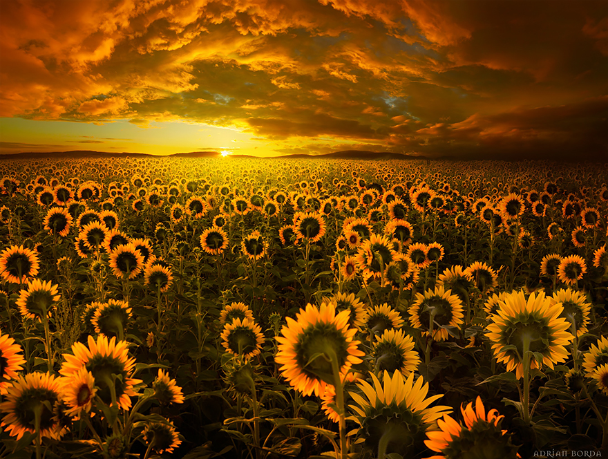15. The home of Sunflower Fields