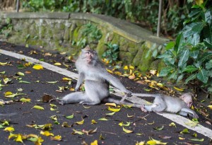 30 Animal Parenting Moments Caught On Camera At The Right Time