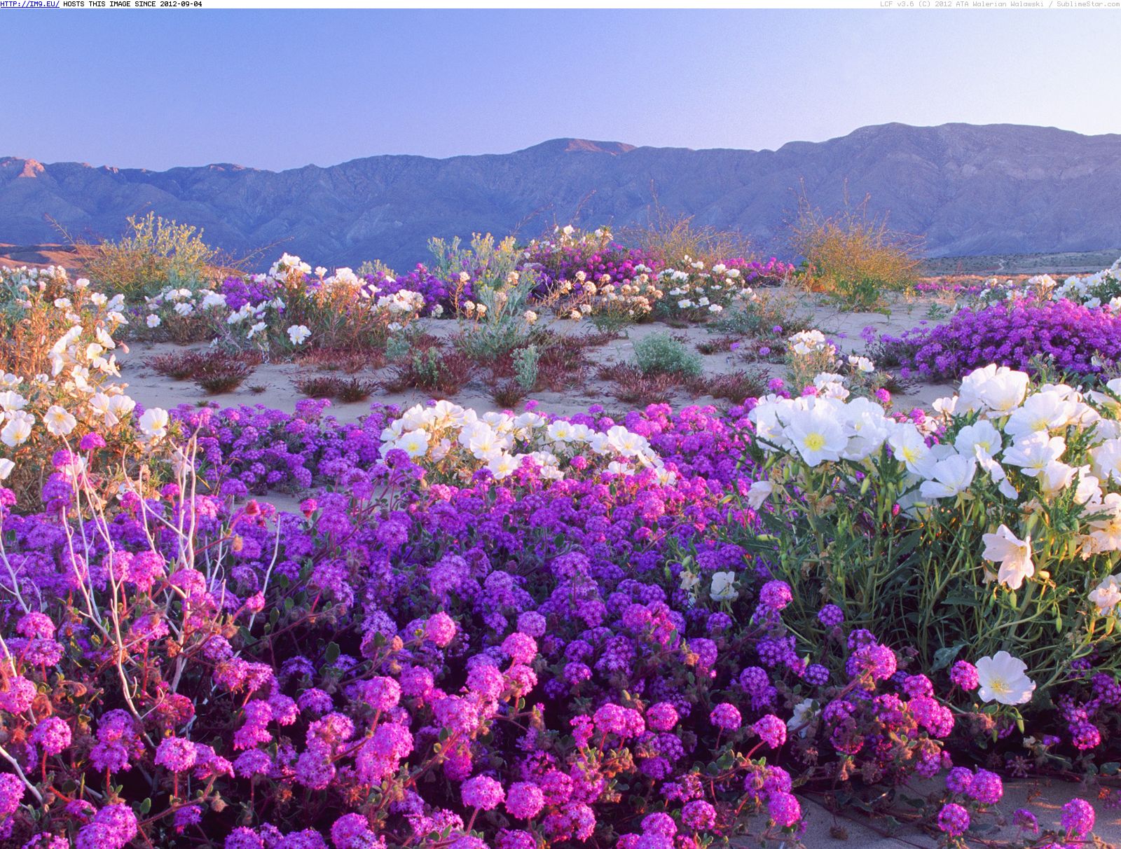 Anza-Borrego Desert State Park, California