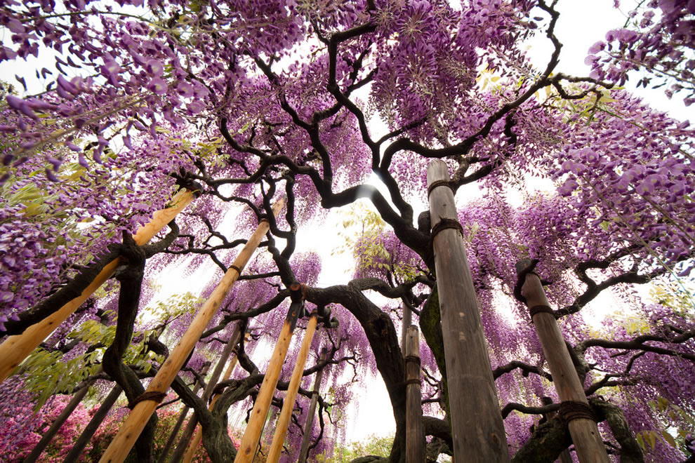 Ashikaga Flower Park, Tochigi Prefecture, Japan