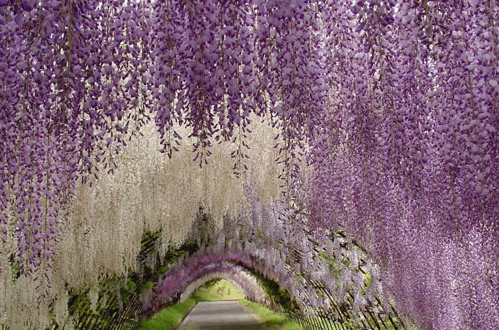Kawachi Fuji Gardens, Japan