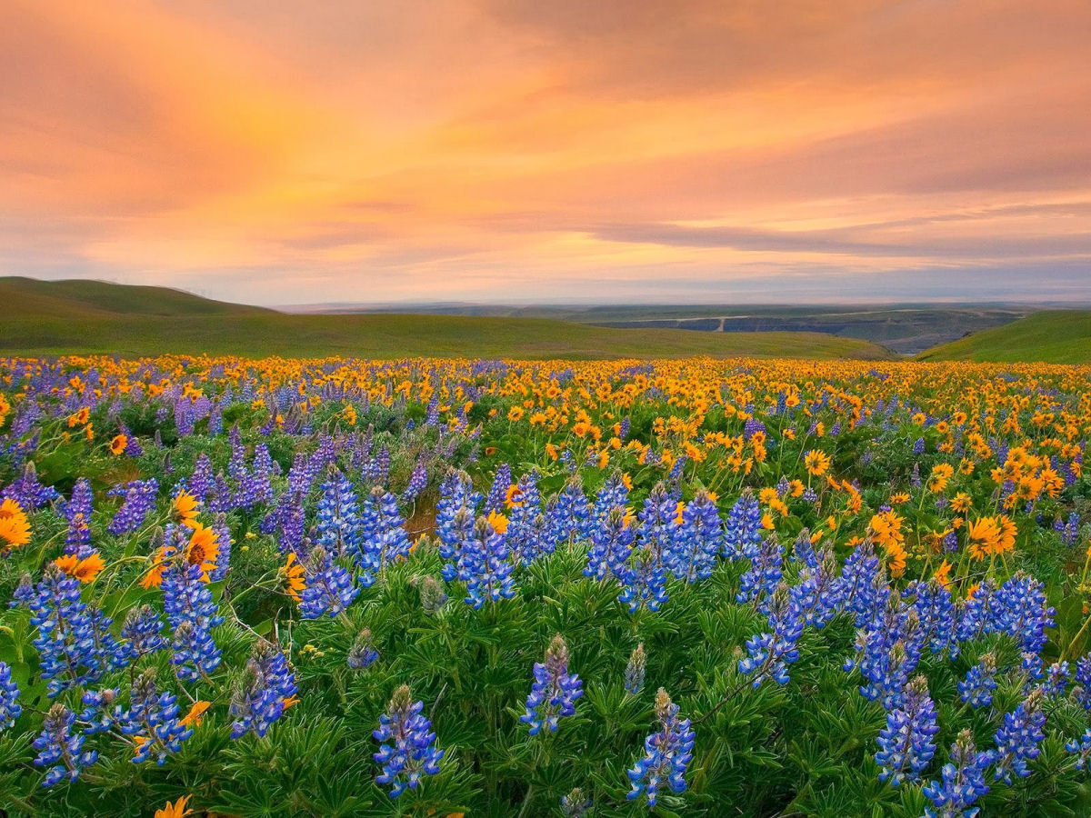 The Valley of Flowers National Park, Uttarakhand, India