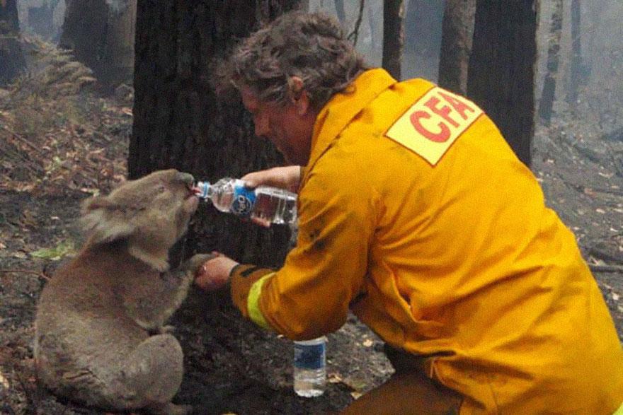 14. A firefighter gives water to a Koala after the bushfires in Australia