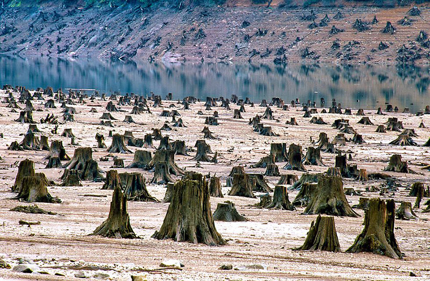 16. What's left of the National Willamette forest