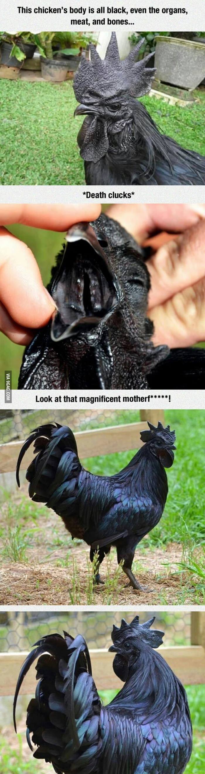 4. All black chicken