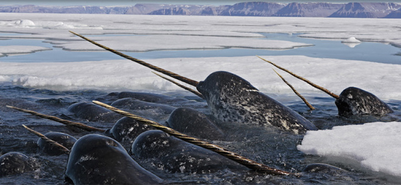 15. Narwhal