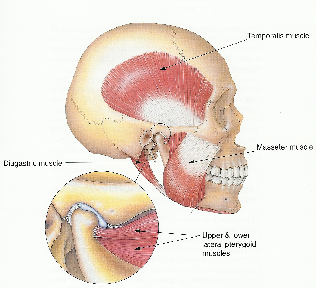 16. The masseter, or jaw muscle, is the strongest muscle in the human body