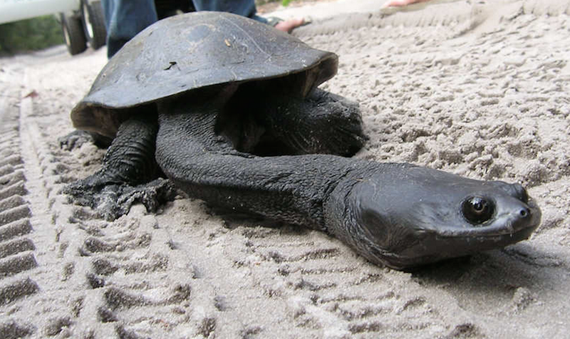 2. Eastern Long-Necked Turtle
