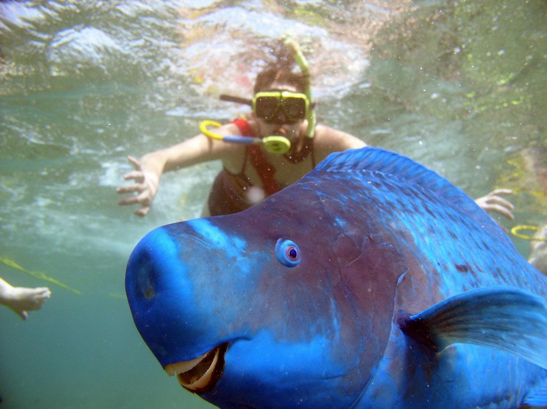 Blue-Parrotfish