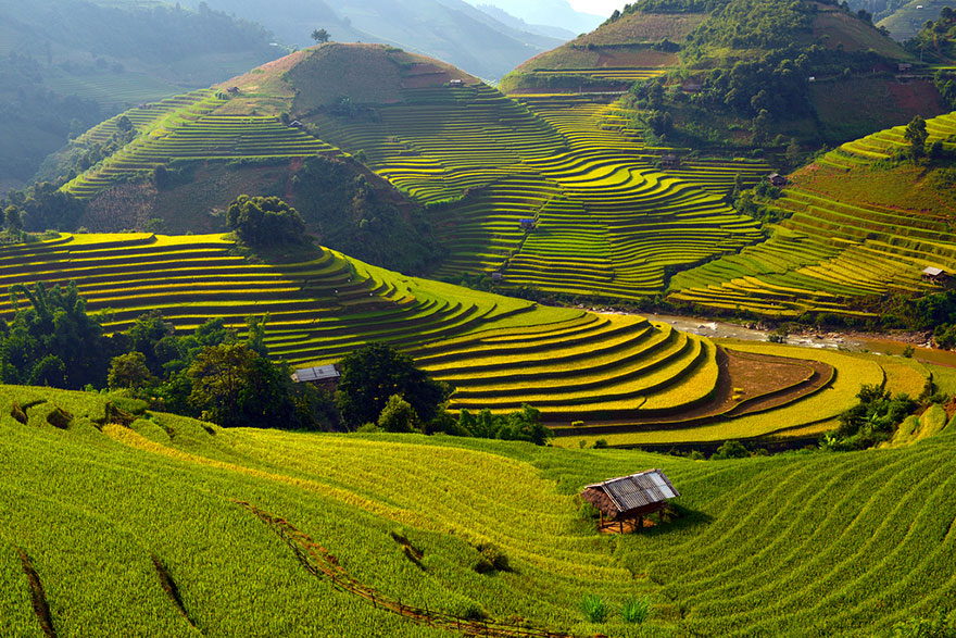 Rice Terrace Fields in Mu Cang Chai, Vietnam